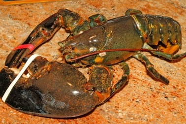 Tôm hùm khổng lồ 132 tuổi được thả tự do sau 20 năm "cầm tù"