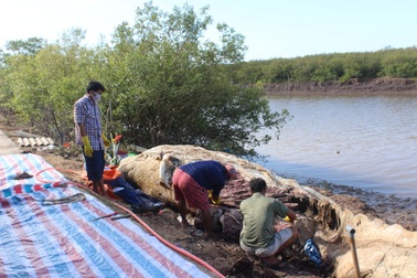 Xác cá voi hơn 10 tấn dạt vào bờ được xử lý thế nào?