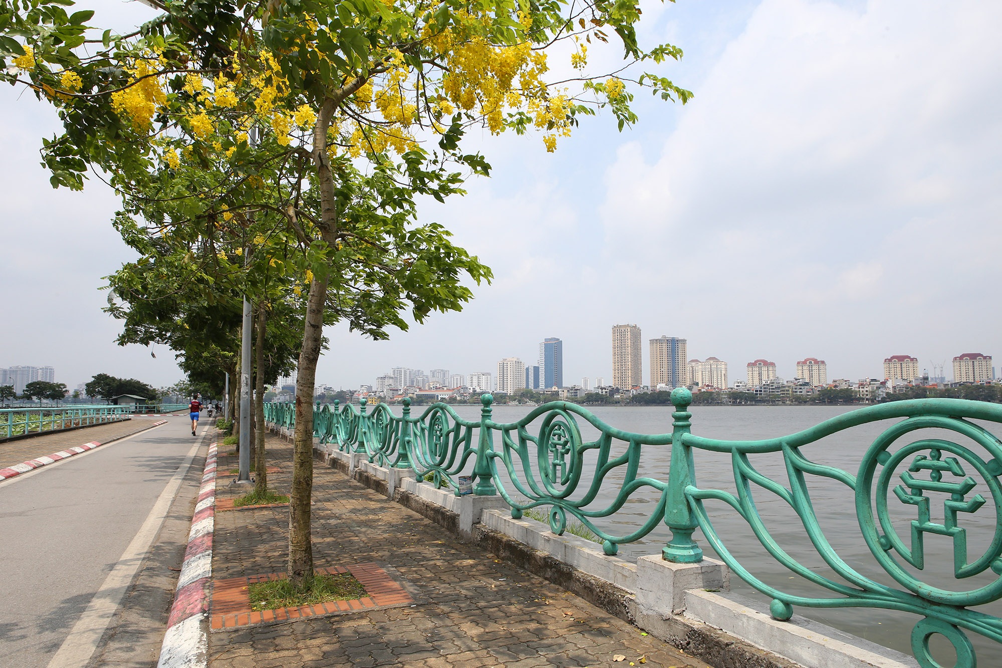 Hồ Tây thơ mộng trong sắc hoa muồng hoàng yến - 6 Hồ Tây thơ mộng trong sắc hoa muồng hoàng yến - 6