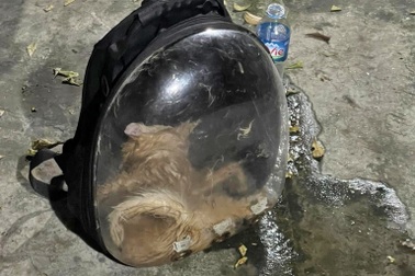 Hải Dương: Mèo 80 triệu chết ngạt trong cốp xe, tài xế phủi trách nhiệm