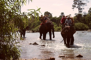 Học bảo tồn voi nhà vì sốt ruột với việc mất dần đàn voi 