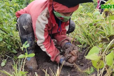 Tâm sự những phận đời trồng rừng trên đỉnh núi cao
