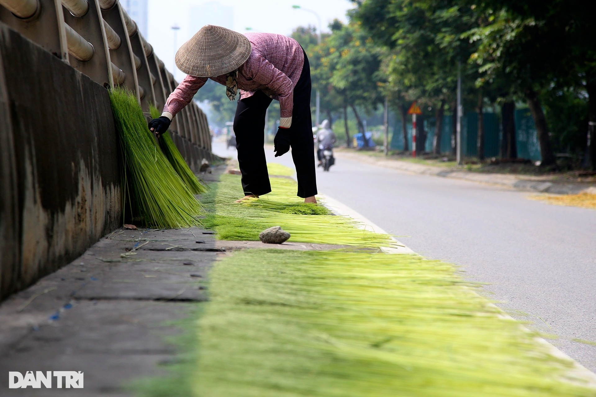 Nghề cốm Mễ Trì: Tự trồng lúa, làm khép kín từ A đến Z - 15