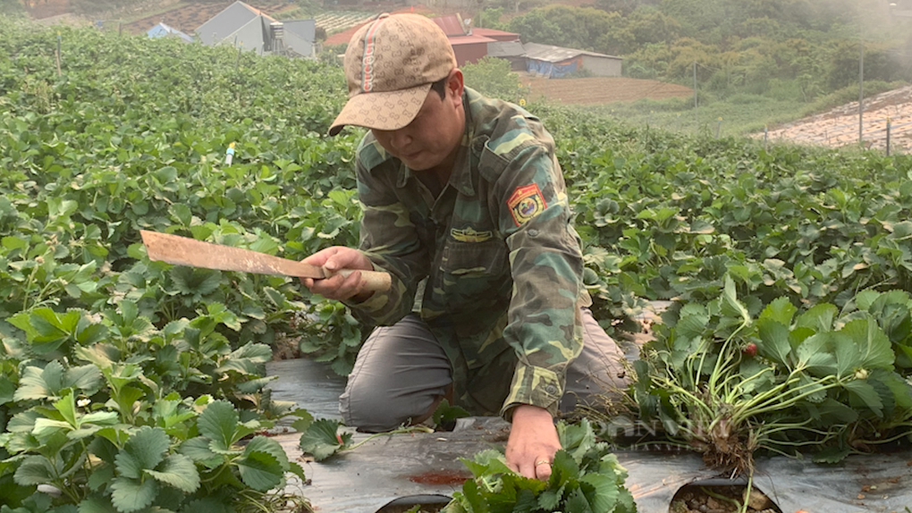 Dâu tây giá thấp sập sàn, nông dân xót xa rủ nhau chặt bỏ - 1 Dâu tây giá thấp sập sàn, nông dân xót xa rủ nhau chặt bỏ - 1
