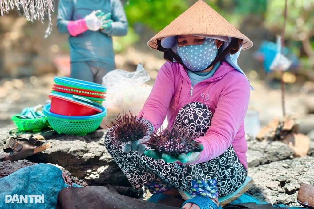 Bắt loài hải sản đầy gai, ngư dân kiếm 2 triệu đồng mỗi ngày - 2 Bắt loài hải sản đầy gai, ngư dân kiếm 2 triệu đồng mỗi ngày - 2