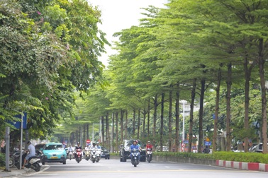 Dịch chuyển, chặt hạ cây xanh: Cần thiết nhưng phải có trách nhiệm