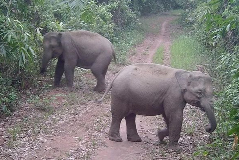 Dong Nai researches opening tours to see wild elephants - 2 Đồng Nai nghiên cứu mở tour xem voi hoang dã - 2