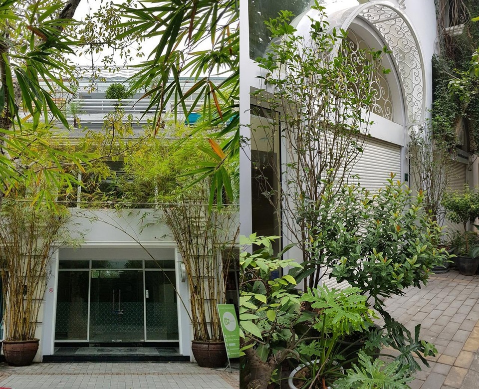 Biệt thự trốn khói bụi đẹp bình yên, ngập cây xanh của vợ chồng ở Hà Nội - 1