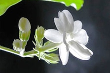 Hoa nhài chữa mất ngủ