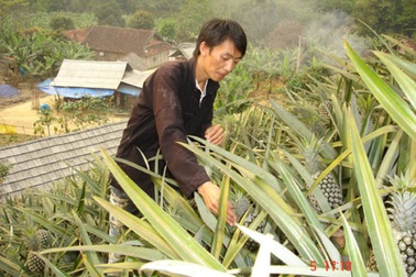 Bí thư đoàn làm “vua” chuối, dứa