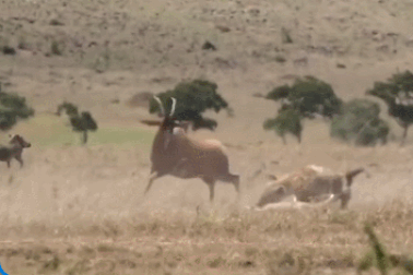 Linh dương mẹ chống trả quyết liệt khi con non bị linh cẩu tóm gọn