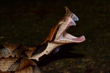 Loài rắn lục có răng nanh dài và độc nhất được phân bố tại Việt Nam