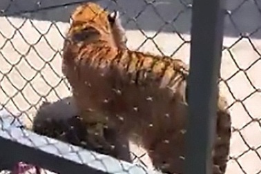 Nhân viên sở thú Trung Quốc bị hổ nuôi từ nhỏ vồ chết