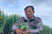 Kẻ xấu đập phá gần 400 chậu hoa Tết, nông dân ''khóc đứng khóc ngồi''