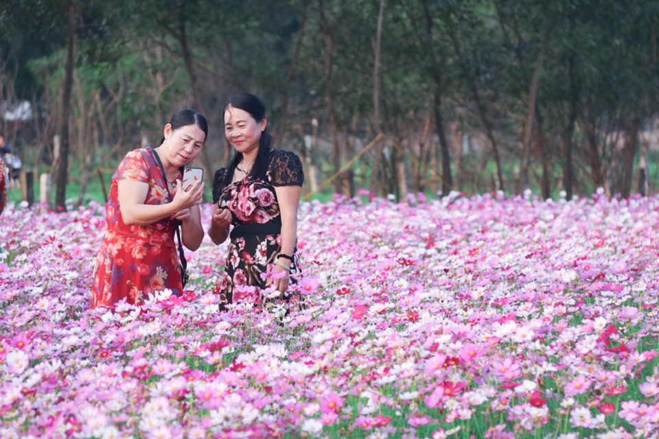 Trồng sao nhái thay dưa, chàng trai thu nhập hàng triệu đồng mỗi ngày - 8 Trồng sao nhái thay dưa, chàng trai thu nhập hàng triệu đồng mỗi ngày - 8