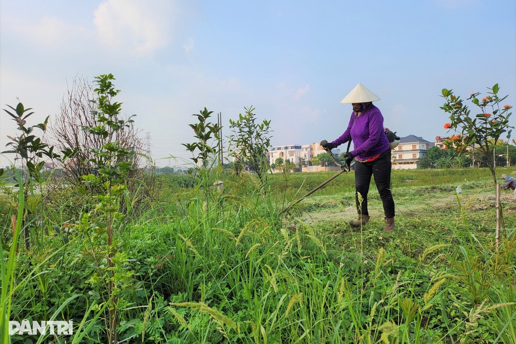 20ha đất vàng bị bỏ hoang, cỏ dại mọc um tùm ở Ninh Bình - 4 20ha đất vàng bị bỏ hoang, cỏ dại mọc um tùm ở Ninh Bình - 4
