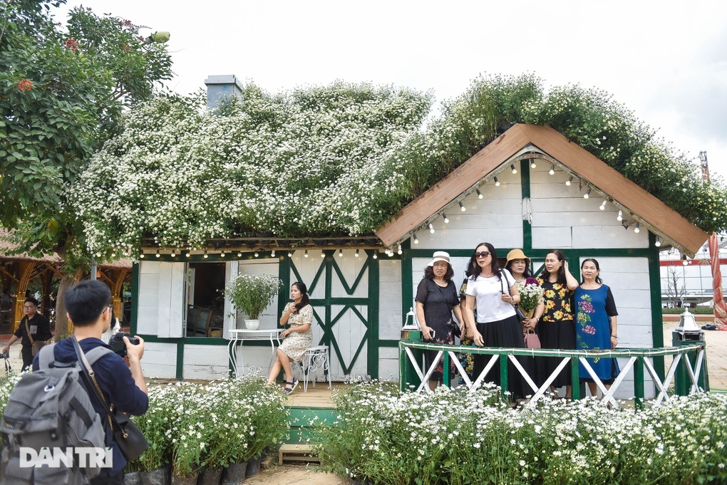 Vườn cúc họa mi thất thủ người dân chen chân chụp ảnh ở Hà Nội - 12