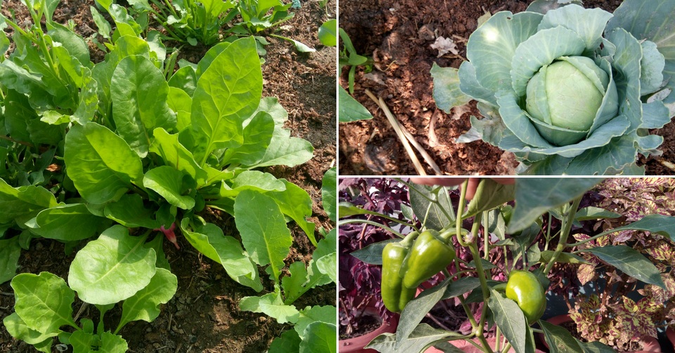 Mát mắt với khu vườn 240m2 trên sân thượng tầng 7 xanh tốt như nông trại - 10