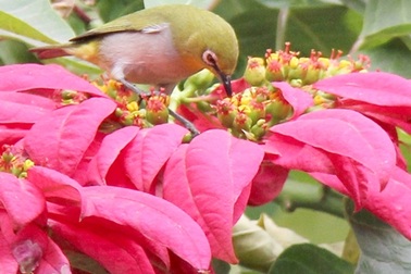 Những thú vị về chim vành khuyên