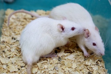 Trung Quốc tranh cãi gay gắt vì nghiên cứu làm "chuột đực đẻ được con"