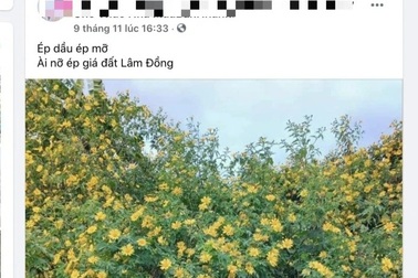 Cô giáo mầm non làm "cò đất", bán một lô bằng lương cả năm đi dạy