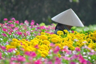 Hà Nội: Lao động trồng, bán hoa ở Mê Linh có thuộc diện nhận hỗ trợ?