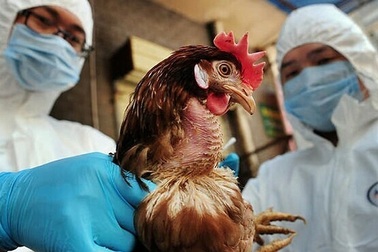 Nam sinh 21 tuổi mắc cúm A/H5 ở Nha Trang tử vong