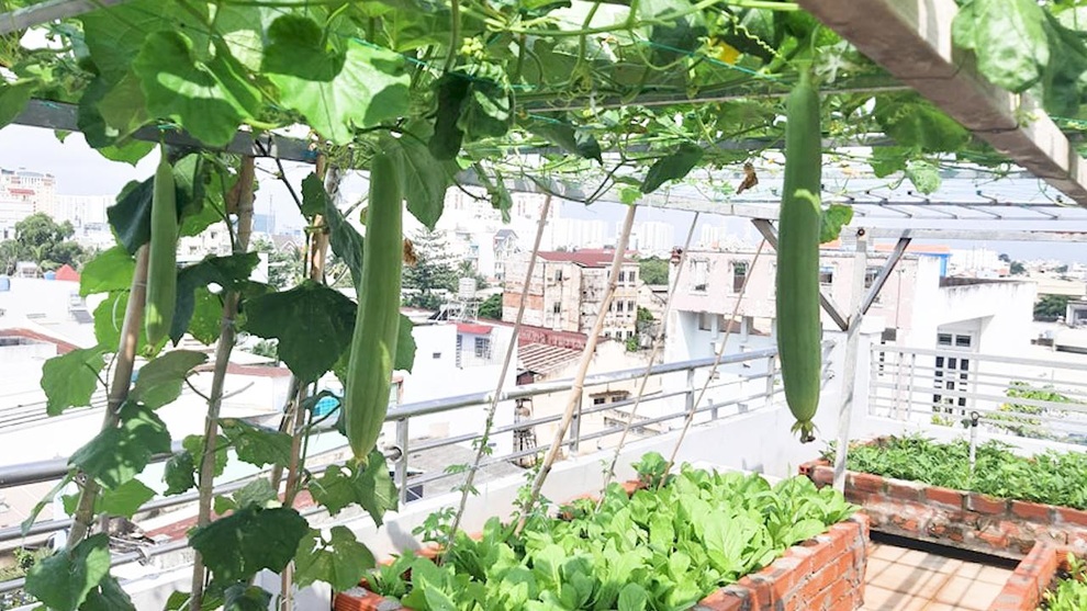 Có siêu thị mini sân thượng, gia đình không phải lo rau, củ giữa mùa dịch - 1