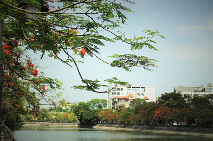 Người dân thành phố hoa phượng đỏ ủng hộ lựa chọn giải pháp bảo đảm an toàn nhưng không “lạm sát” cây xanh - Ảnh 15. Người dân thành phố hoa phượng đỏ ủng hộ lựa chọn giải pháp bảo đảm an toàn nhưng không “lạm sát” cây xanh - Ảnh 15.