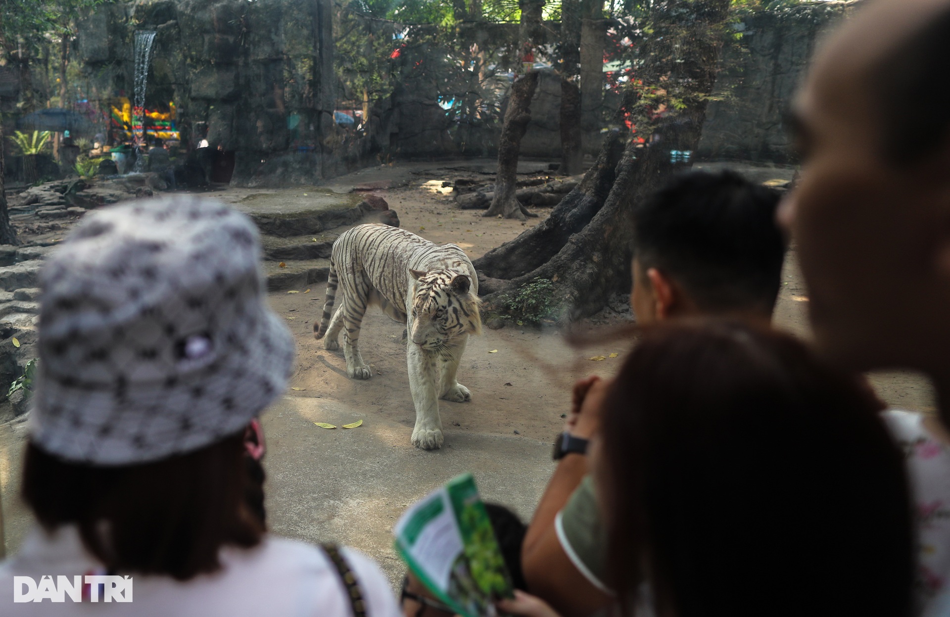 Hổ trắng 300kg kéo co với du khách trong Thảo Cầm Viên mùng 1 Tết - 6