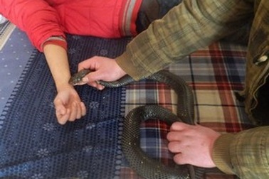 Cha cho rắn hổ mang cắn con để... trị bệnh