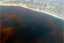 Thủy triều đỏ không xuất hiện ngẫu nhiên mà có thể dự đoán trước