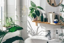 6 loại cây hút ẩm tốt thích hợp để trồng trong phòng tắm