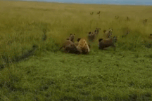 Khoảnh khắc sư tử bị bầy linh cẩu tấn công và màn "lật kèo" vào phút cuối