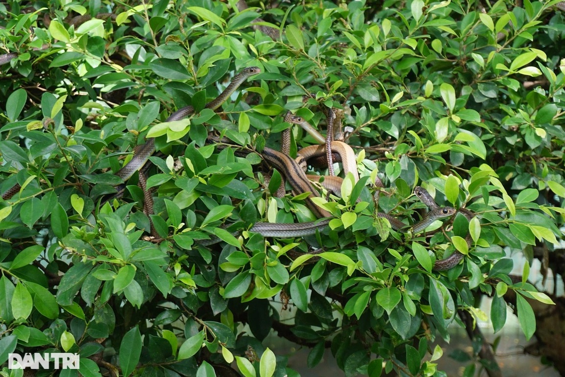 Những người mớm mồi, chăm bầy rắn nghìn con nhung nhúc quấn trên cây - 6 Những người mớm mồi, chăm bầy rắn nghìn con nhung nhúc quấn trên cây - 6