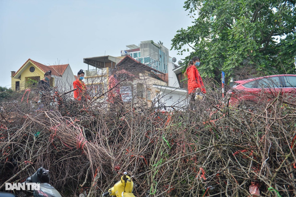 Cành hoa lê giá cả triệu đồng, hết sốt trở thành củi khô - 2