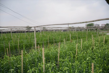 Tây Tựu: Người trồng hoa loa kèn có thực sự trúng lớn?