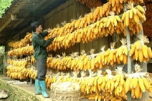 3 cha con tử vong do ăn bánh ngô mốc