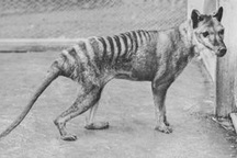 Con người đã làm tuyệt chủng bao nhiêu loài động vật?