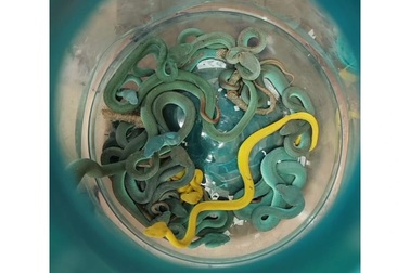 Khách giấu hơn 40 con rắn trong hành lý ký gửi lên máy bay có cả rắn độc