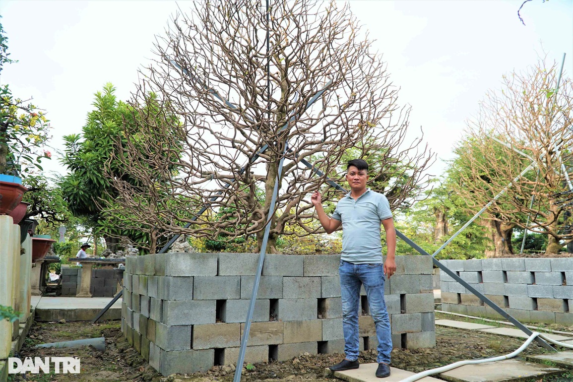 Chiêm ngưỡng lão mai đế khủng, chi chằng chịt từ gốc tới ngọn - 1 Chiêm ngưỡng lão mai đế khủng, chi chằng chịt từ gốc tới ngọn - 1