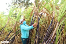 Trồng thứ "gậy ngọt" tiến vua trên đất cằn, thu hàng trăm triệu đồng mỗi vụ
