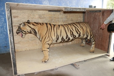 Chuyển giao hổ Bengal nhồi bông cho Bảo tàng Thiên nhiên
