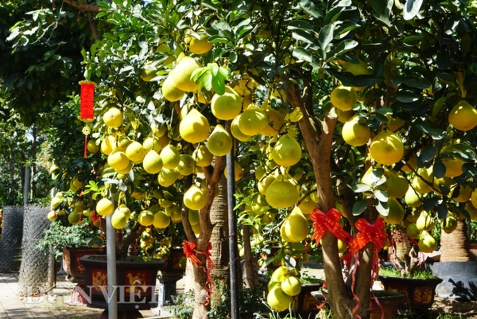 Bưởi Diễn Tết đổ bộ Sài thành, 70 triệu/cây khách vẫn xuống tiền - 13 Bưởi Diễn Tết đổ bộ Sài thành, 70 triệu/cây khách vẫn xuống tiền - 13