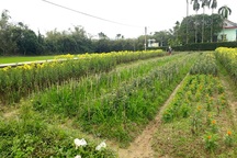Hoa chết hơn nửa, làng hoa Tết lo “vỡ trận” ngày cuối năm