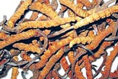 Cảnh giác khi mua “đông trùng hạ thảo”