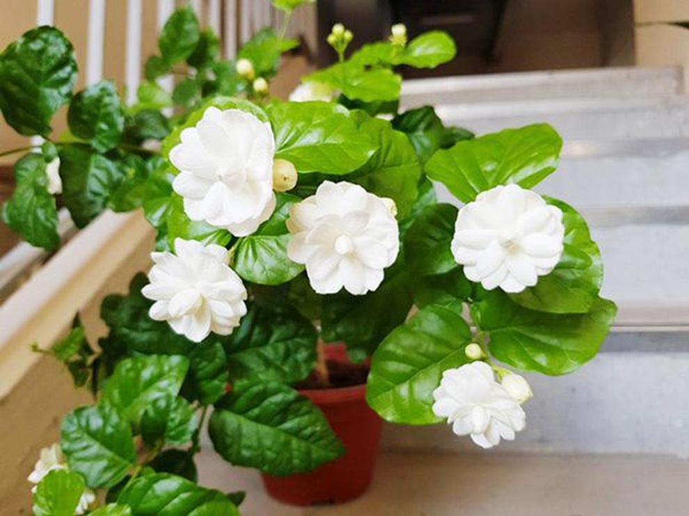 Những loại cây tỏa hương nên trồng trong nhà giúp thư giãn, giảm căng thẳng - 1 Những loại cây tỏa hương nên trồng trong nhà giúp thư giãn, giảm căng thẳng - 1
