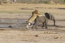 Khoảnh khắc voi con được bầy đàn giải cứu trước chúa tể thảo nguyên