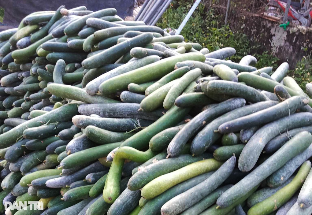 Người đàn ông cãi trời, trồng loại quả hái một xe rùa thu cả triệu đồng - 4 Người đàn ông cãi trời, trồng loại quả hái một xe rùa thu cả triệu đồng - 4