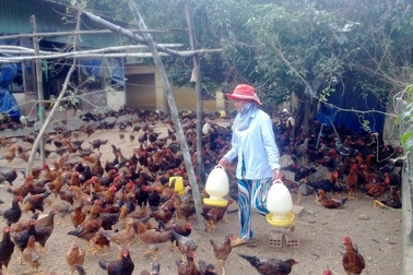 Tất cả các mẫu gà, vịt đều dương tính với vi rút H5N1